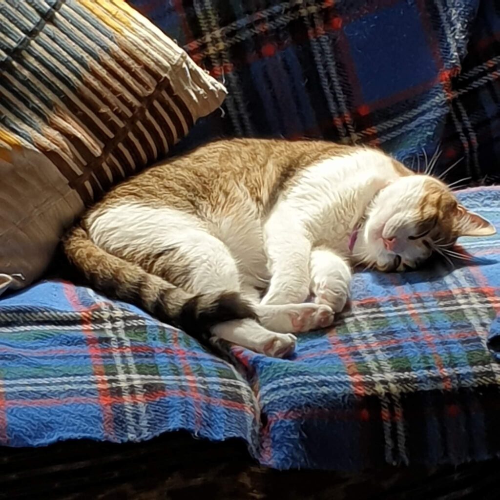 A photo of Liz's cat, Huxley, lying peacefully on a tartan blanket spread on a couch in the sun.